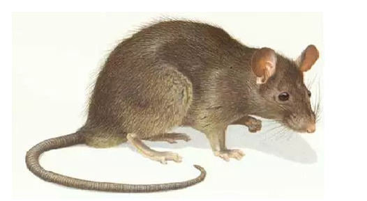 黄胸鼠