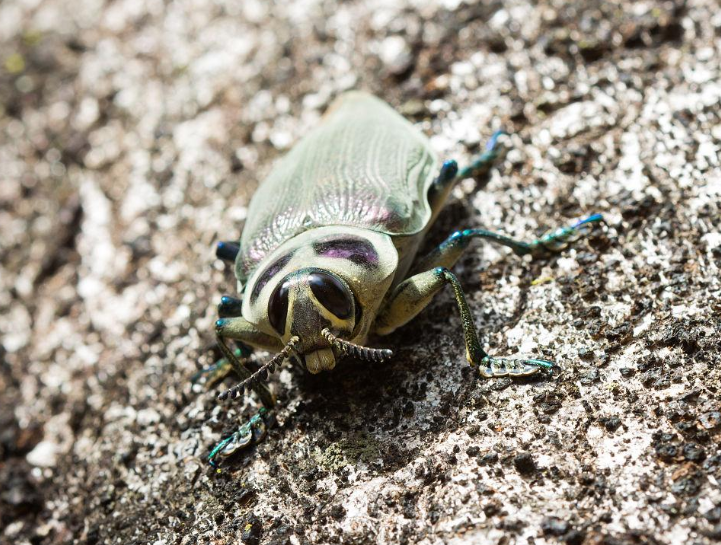 世界上最多昆虫的国家？